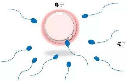 初生婴儿喂奶标准