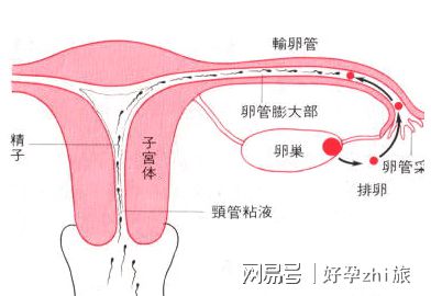 初级营养师