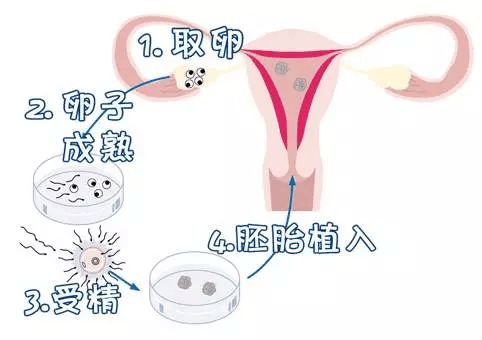 卵泡不够圆