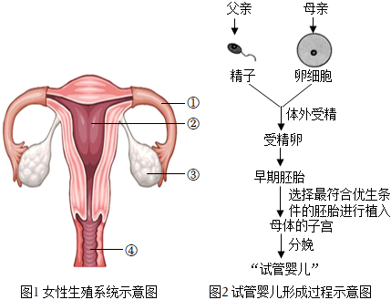 卵泡长扁
