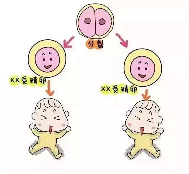保胎水果