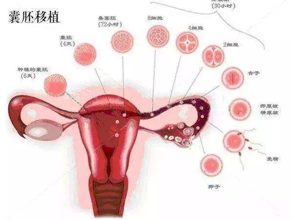 孕十六周产检