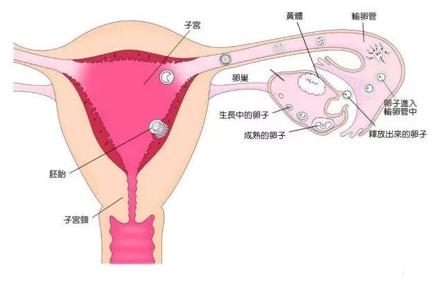 排卵障碍
