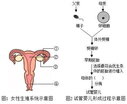 十二天一条杠但怀孕了
