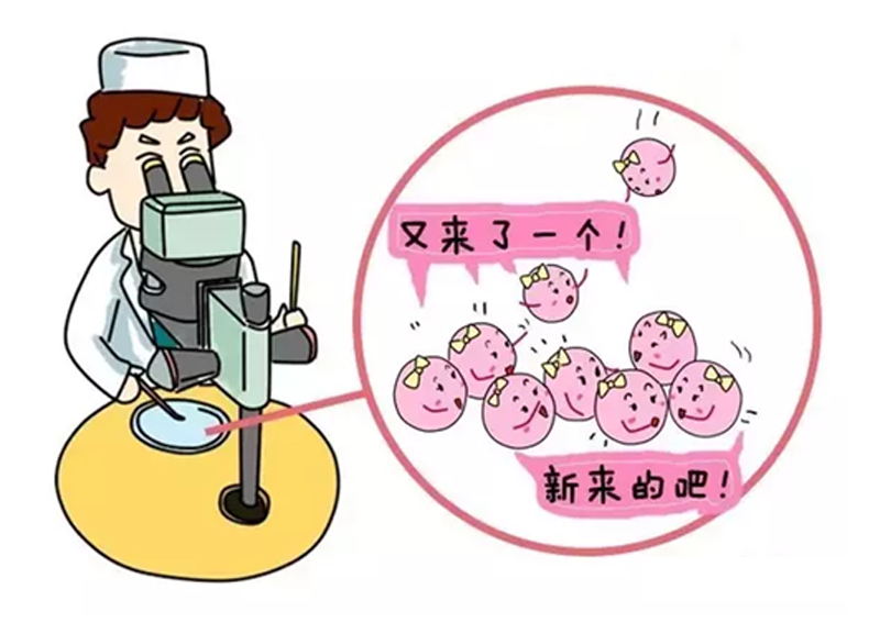 卵破裂排出