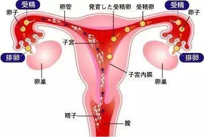 预产期